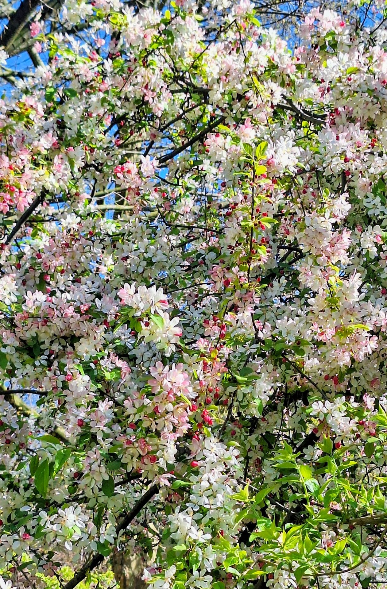 Dans le parc Martin Luther King