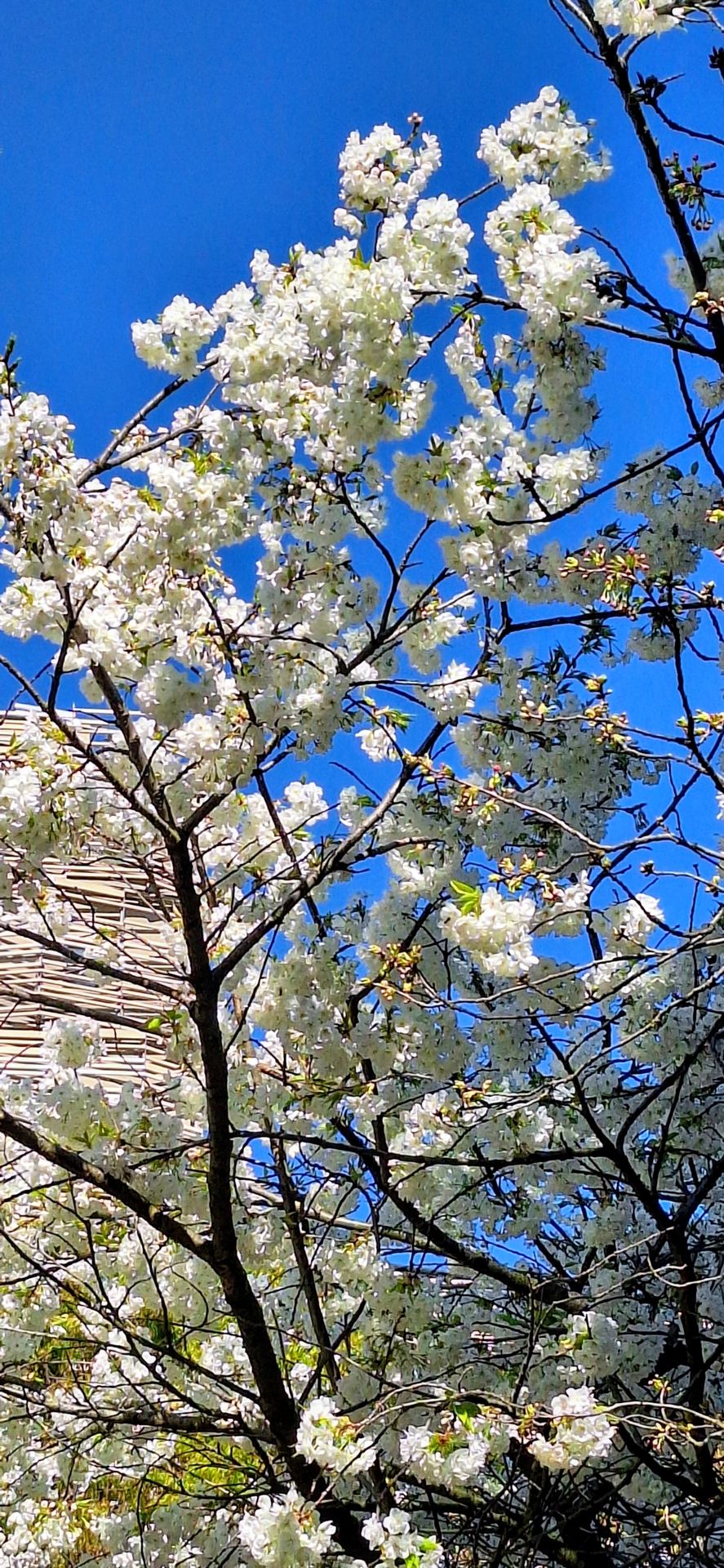 Dans le parc Martin Luther King