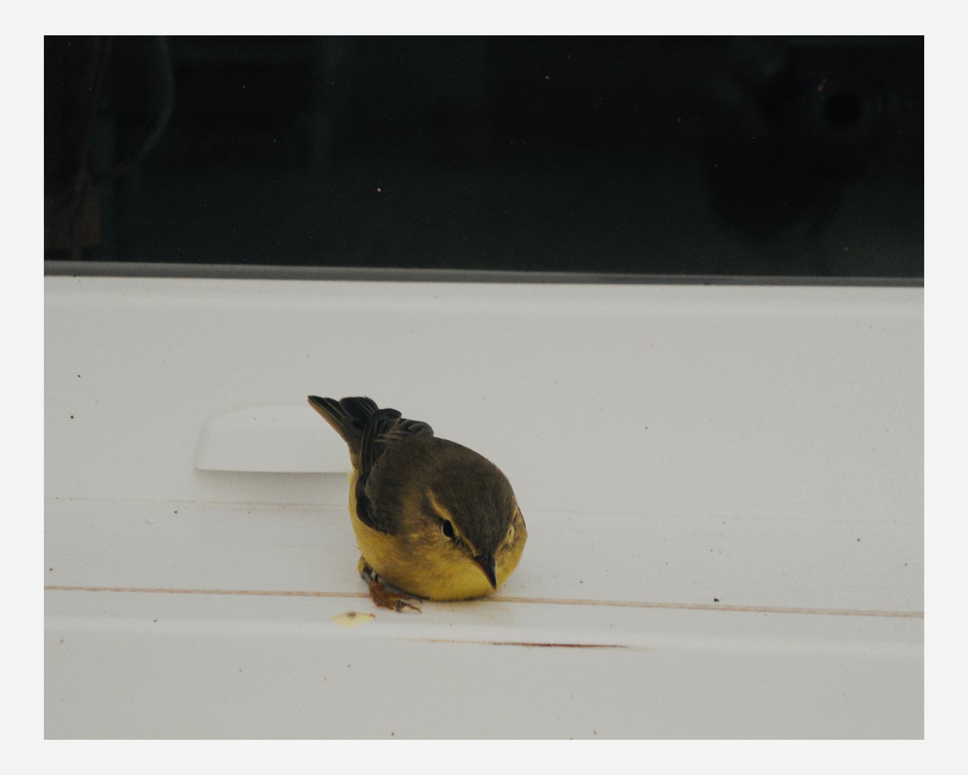 Bird next to the window