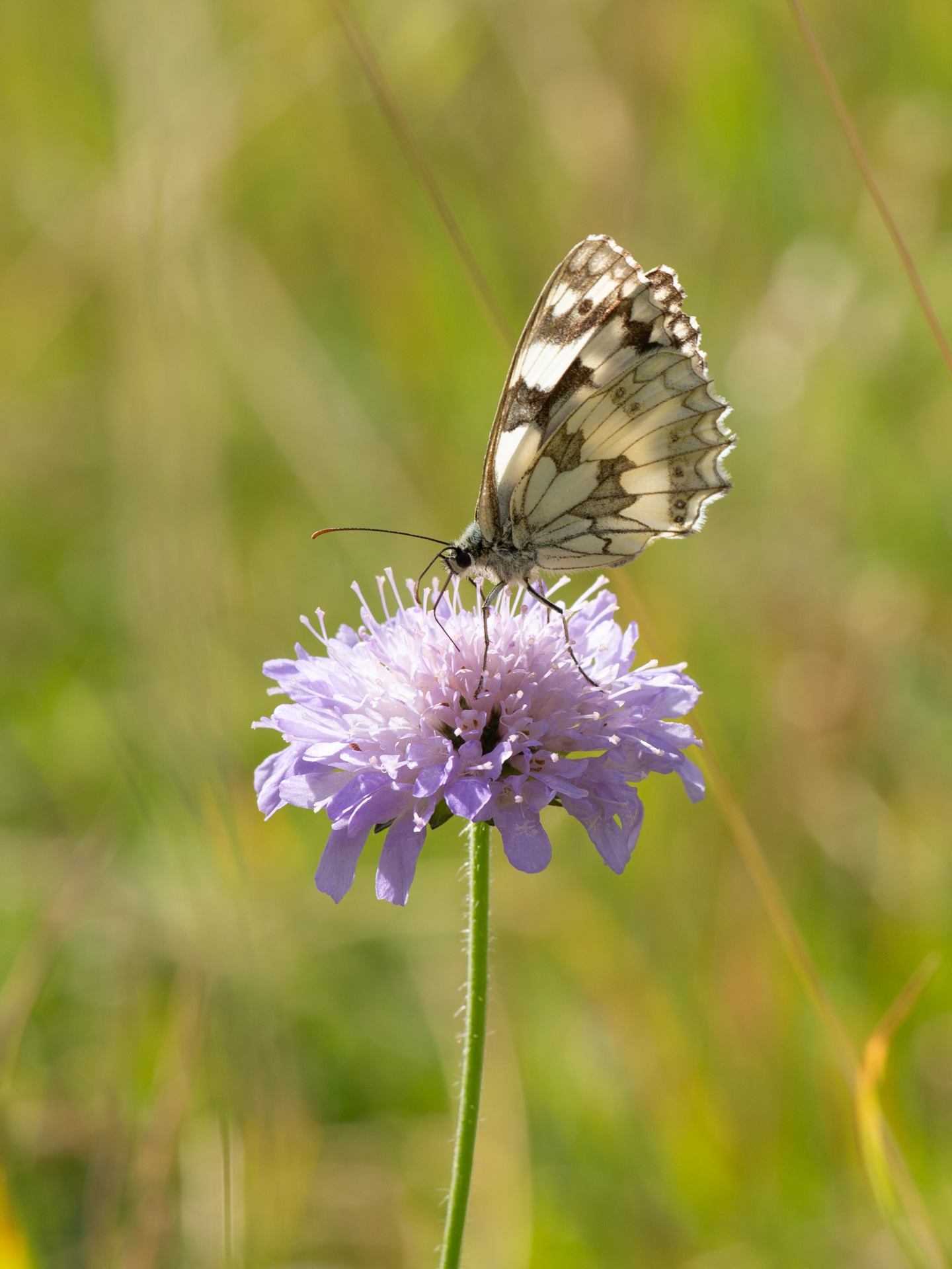 2022 06 23 - 4111.jpg