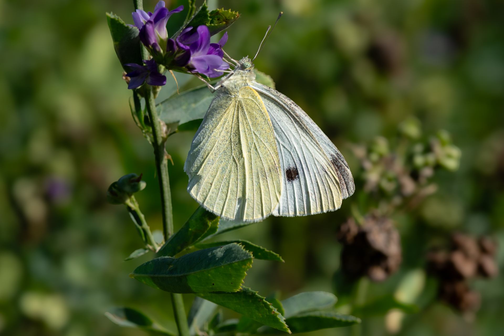 2022 09 14 - 2763.jpg