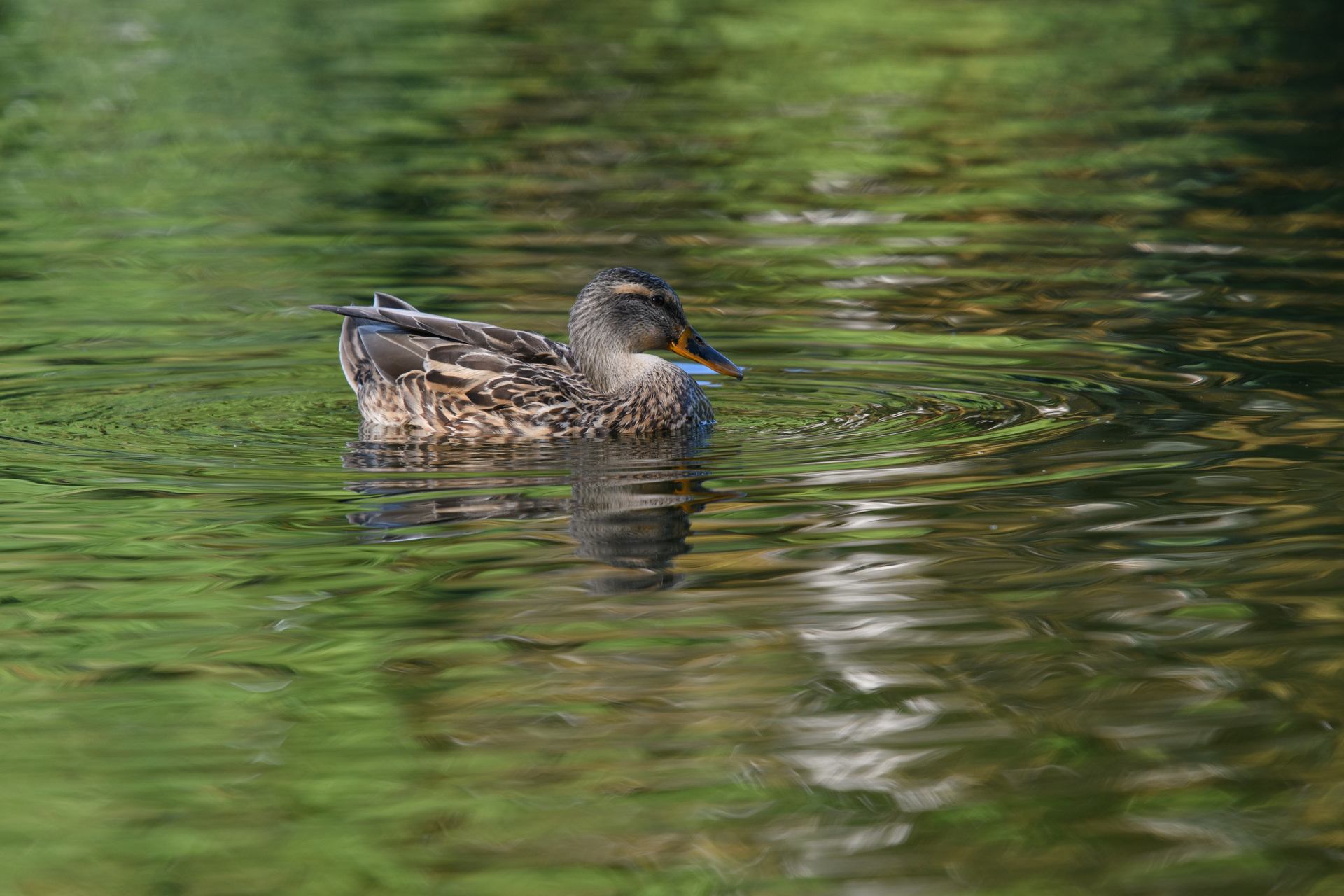 Canard- 7589.jpg