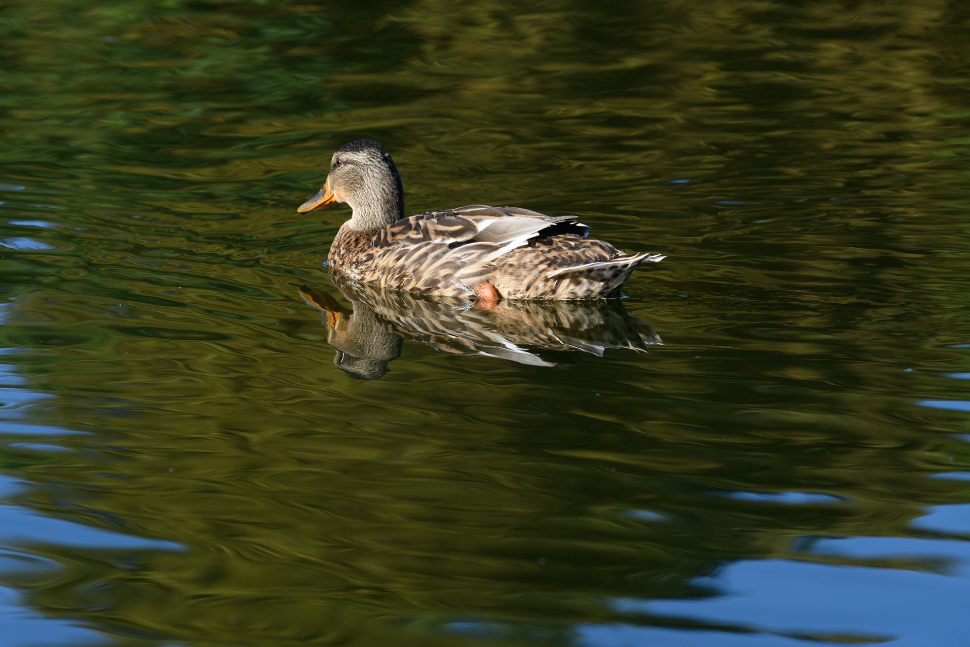 canard - 7599.jpg