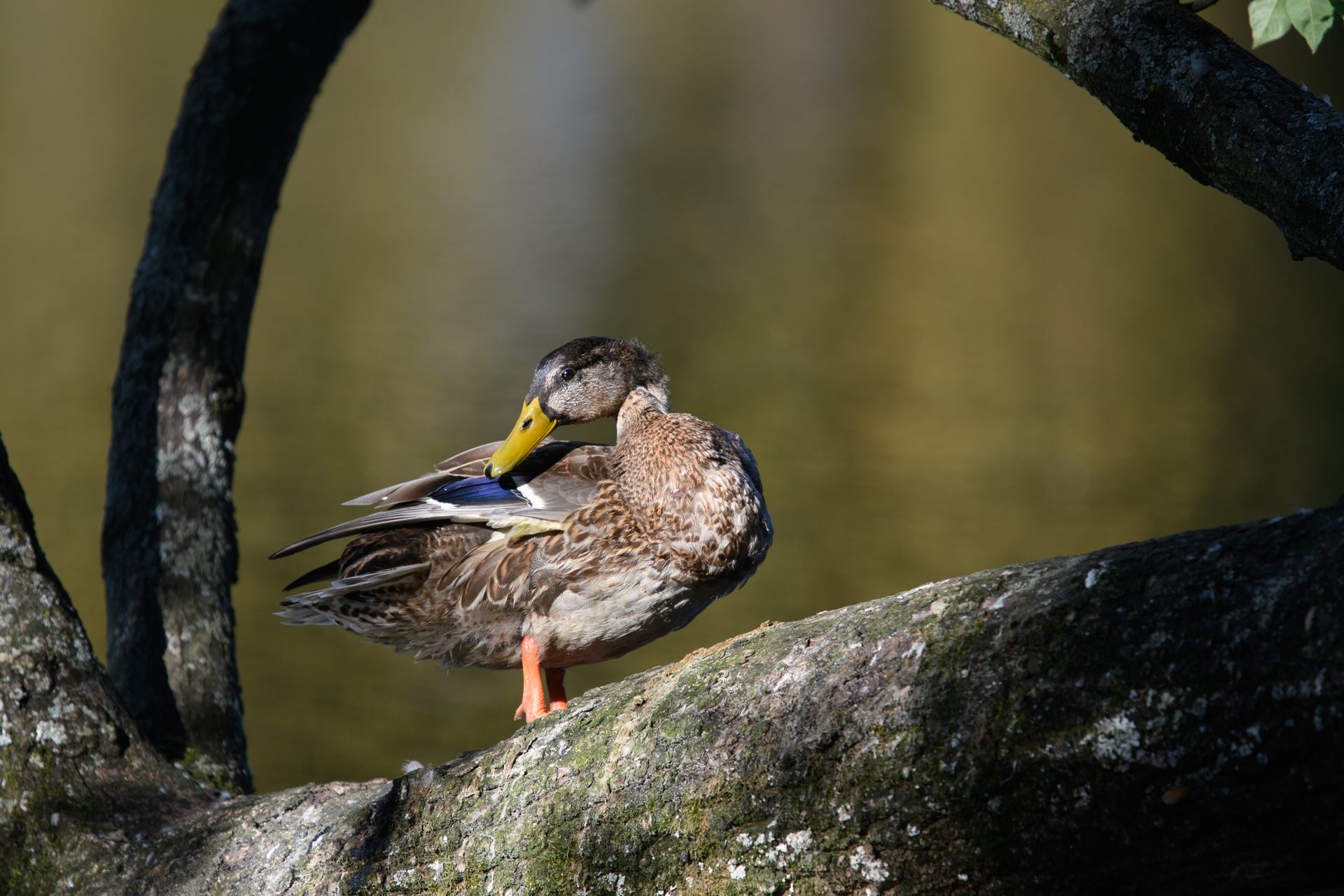 Canard - 7633.jpg