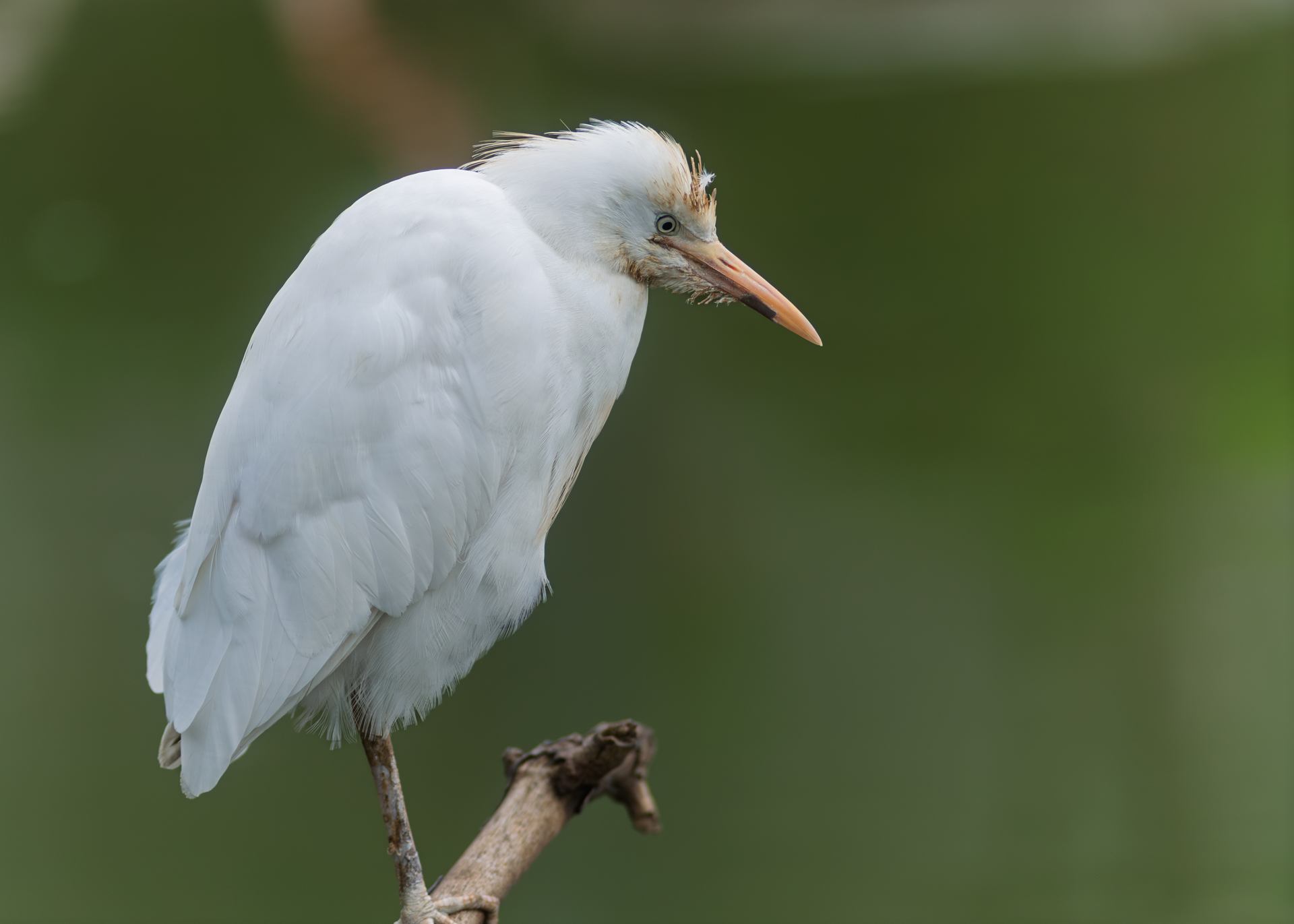 2018 06 06 - 0220.jpg