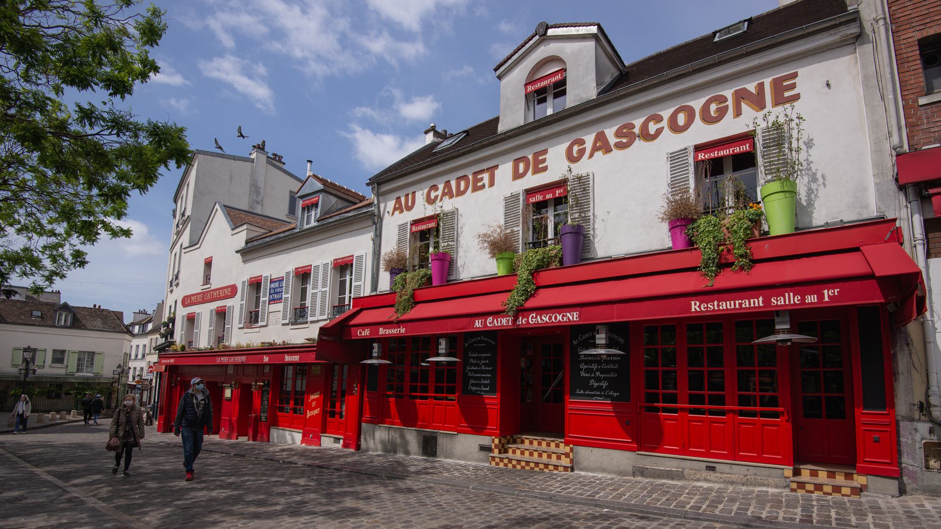 Cadet de Gascogne - 2477.jpg