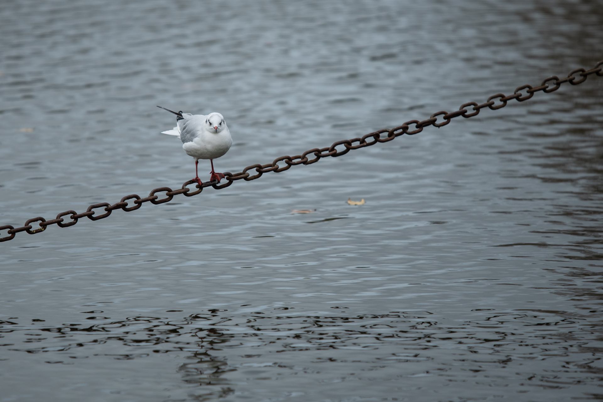2019 11 28 - 8606.jpg