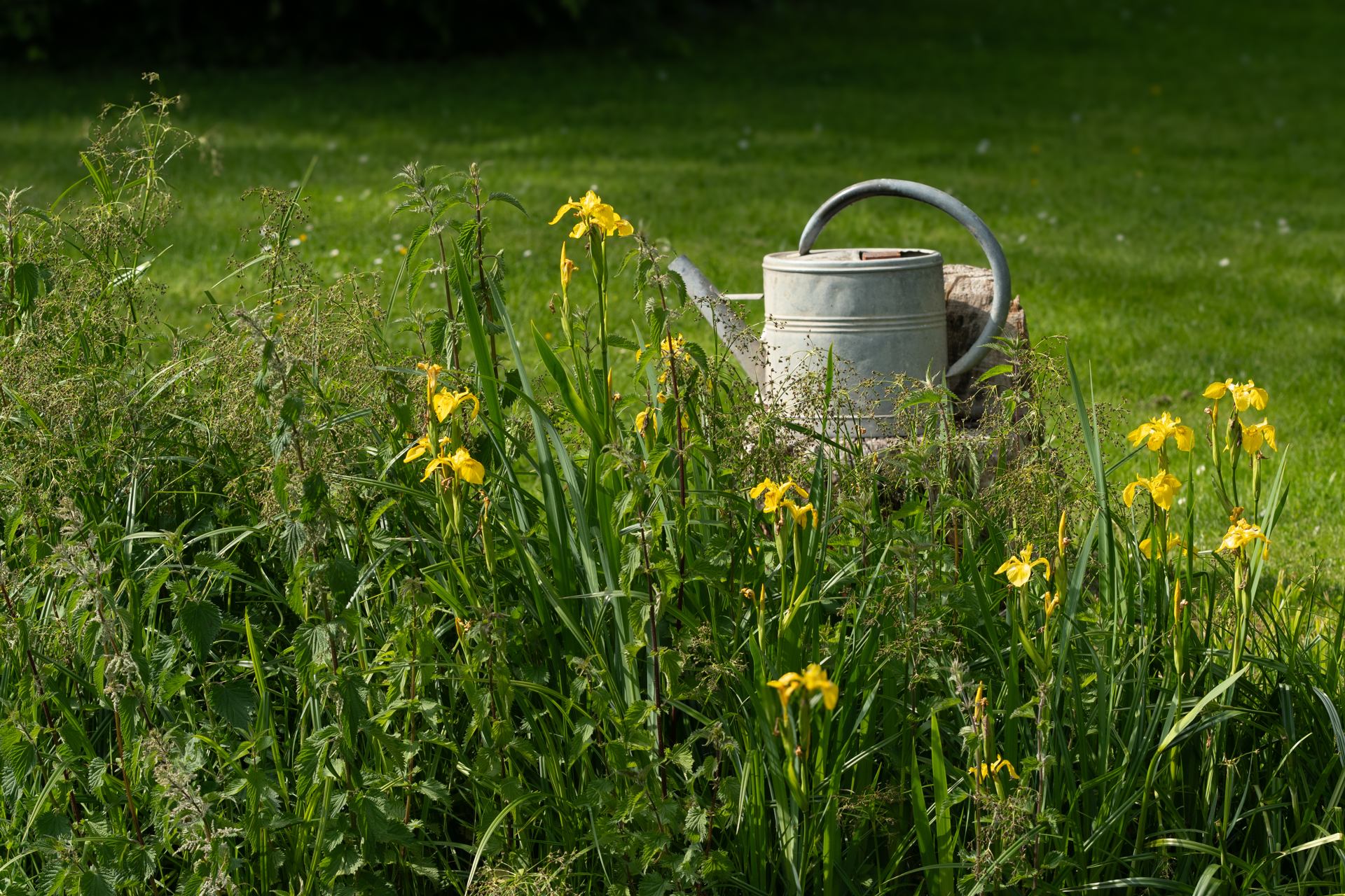 2020 05 13 - 9203.jpg