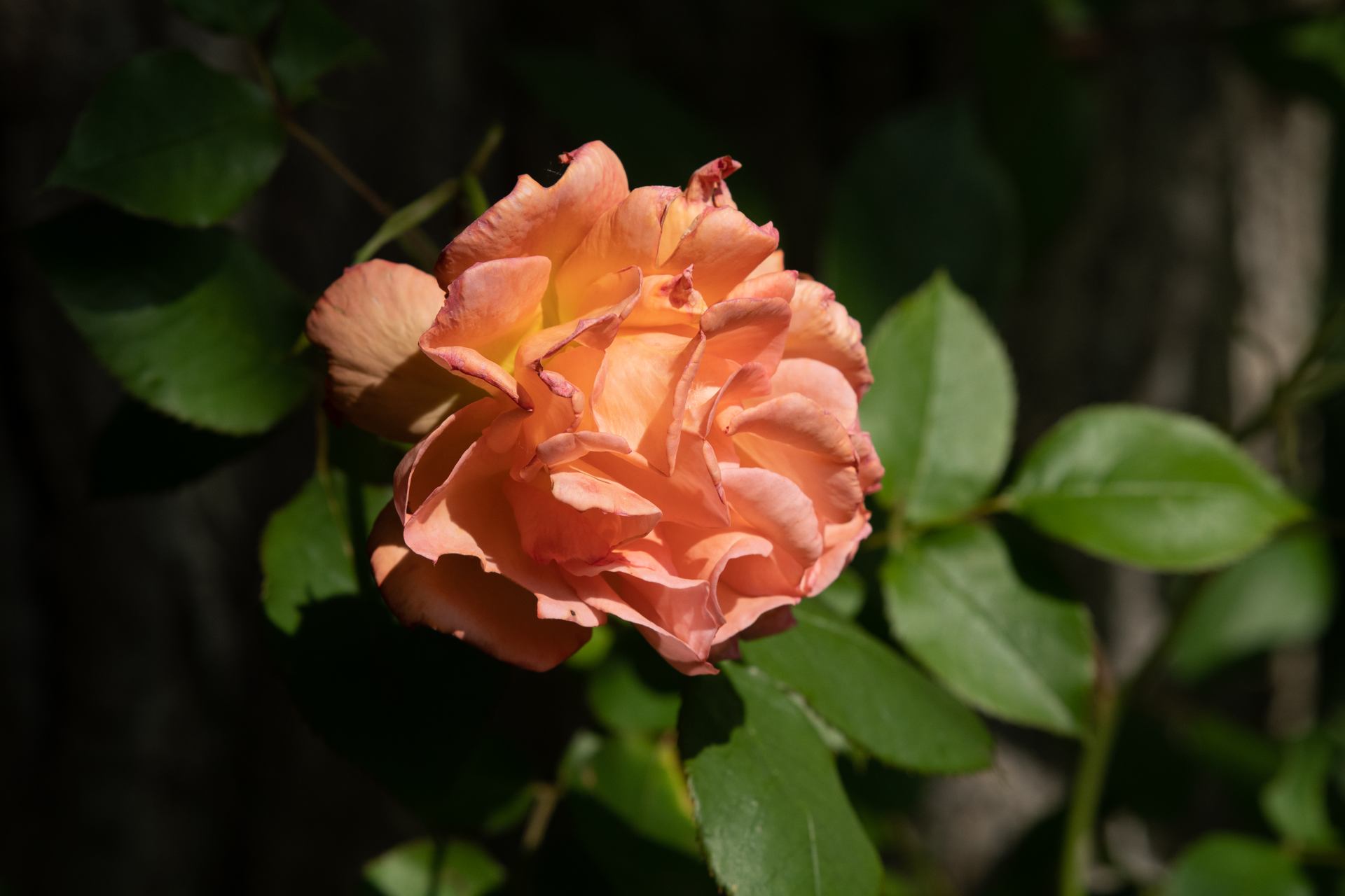 Rose - 9190.jpg