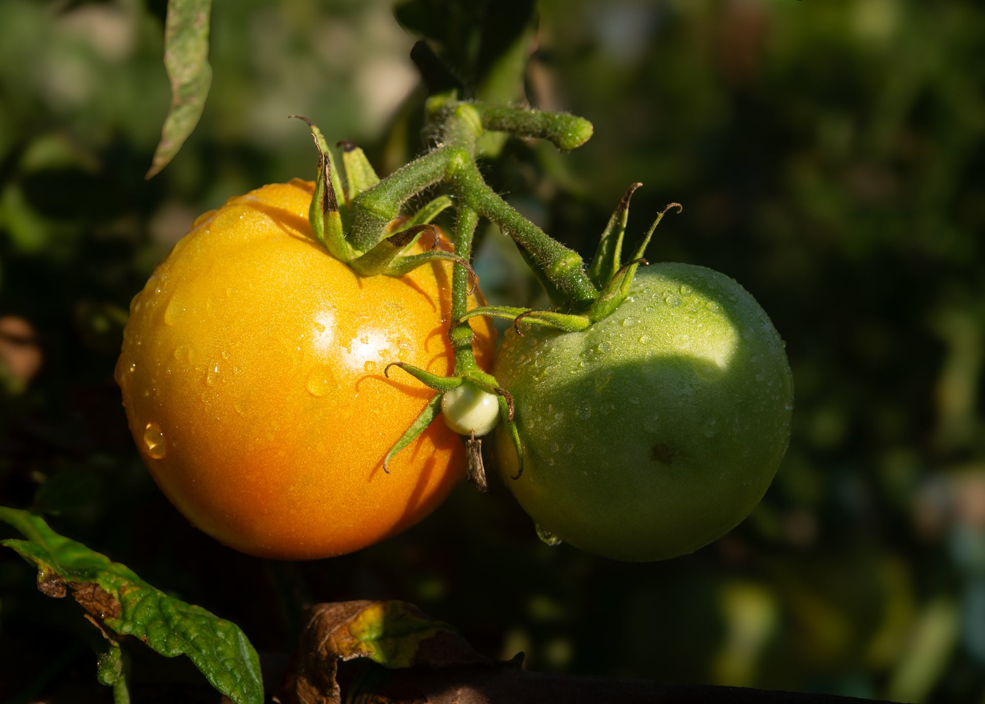 Tomates - 3186.jpg