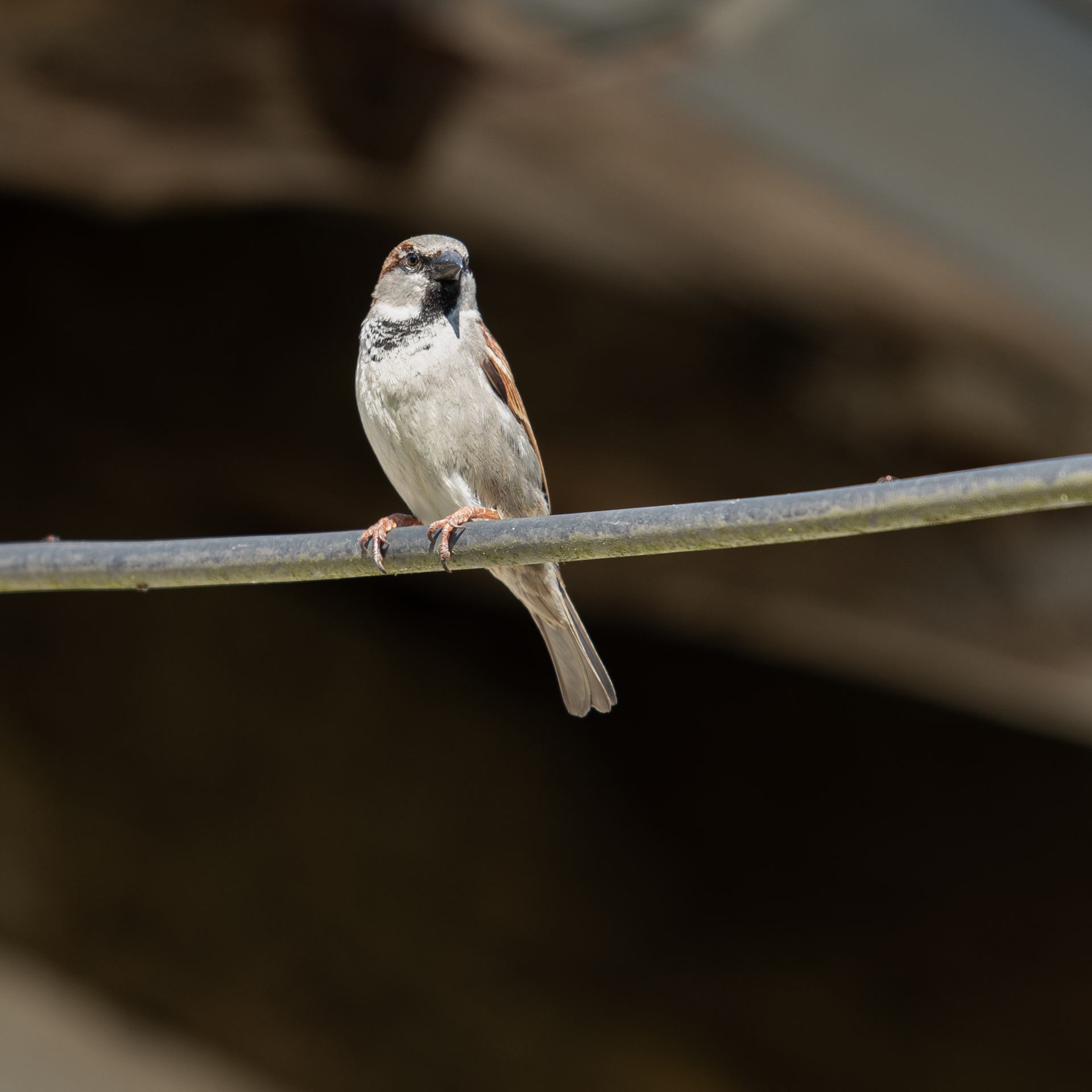 moineau - 0425.jpg