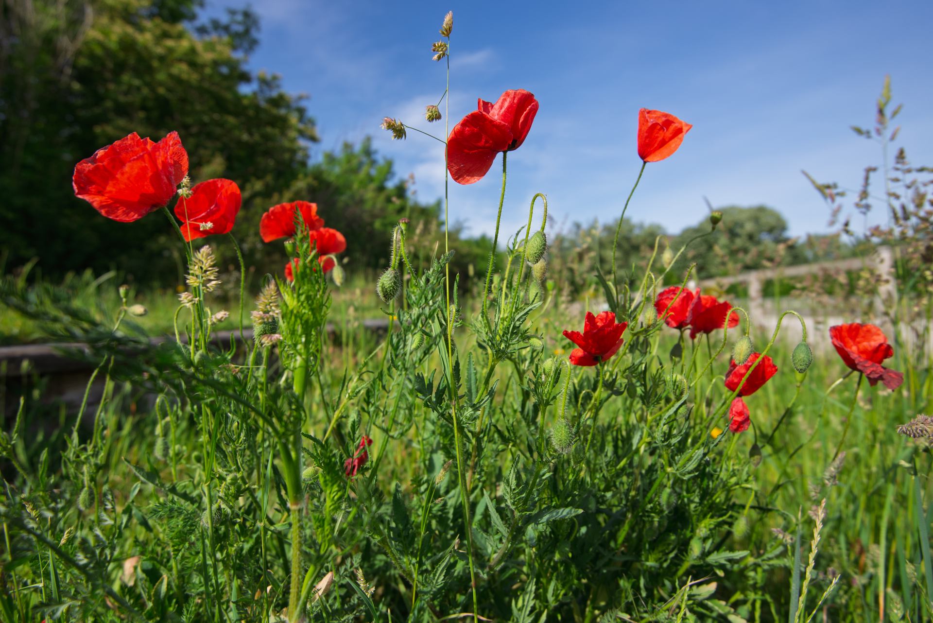 coquelicots - 2507.jpg