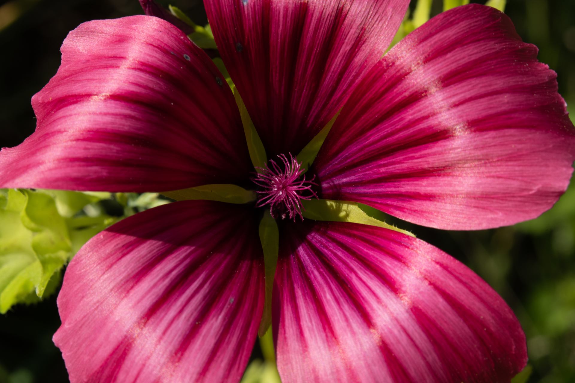 Malope - 9209.jpg