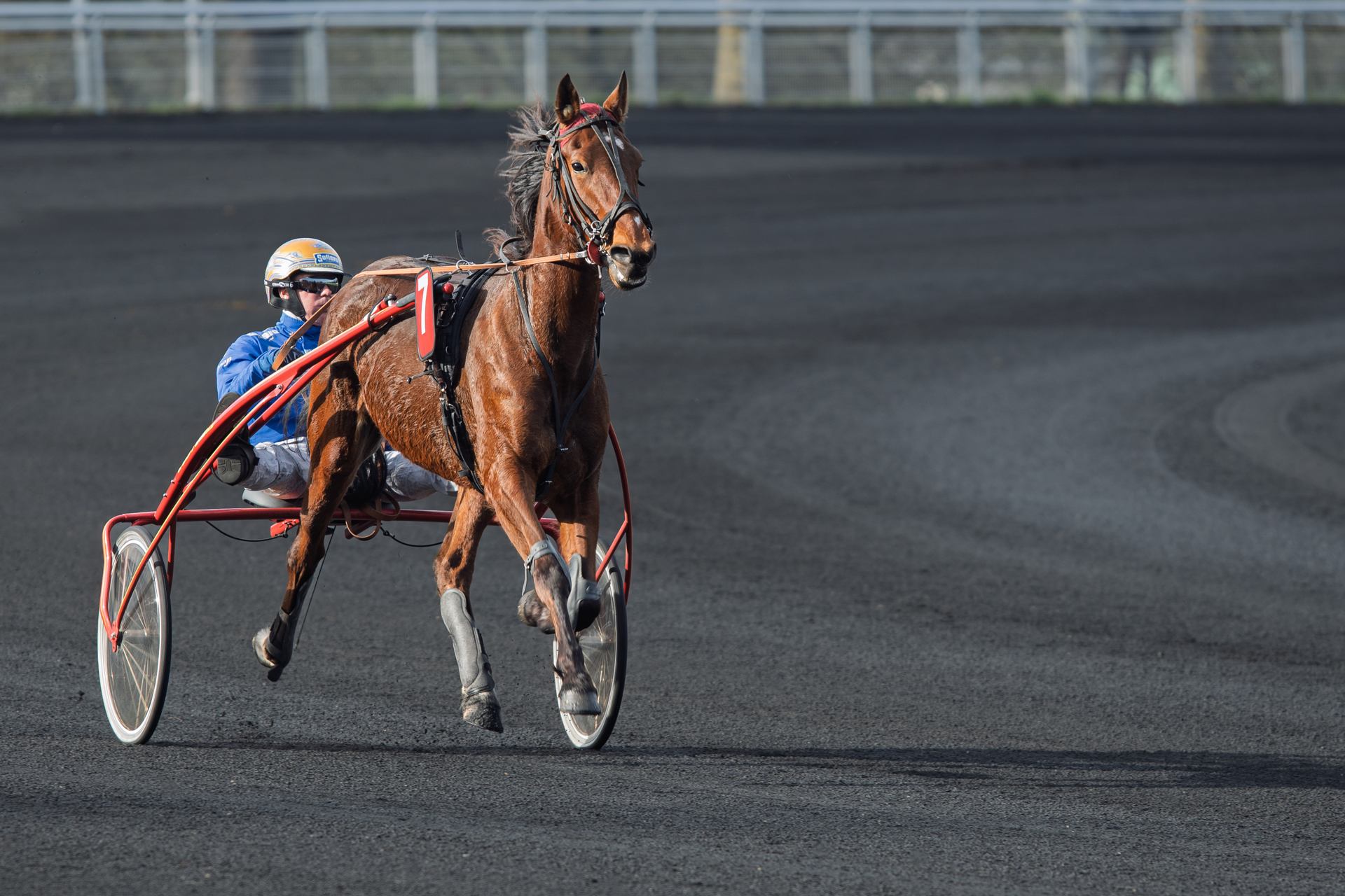 Trotteur - DSC_8997.jpg