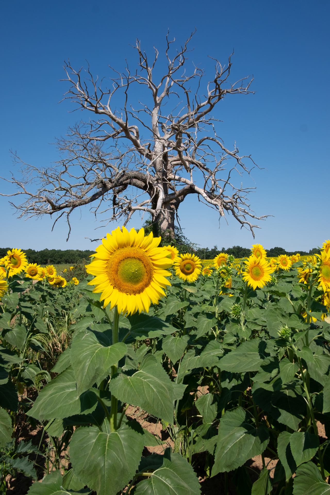 Tournesol - 7241.jpg