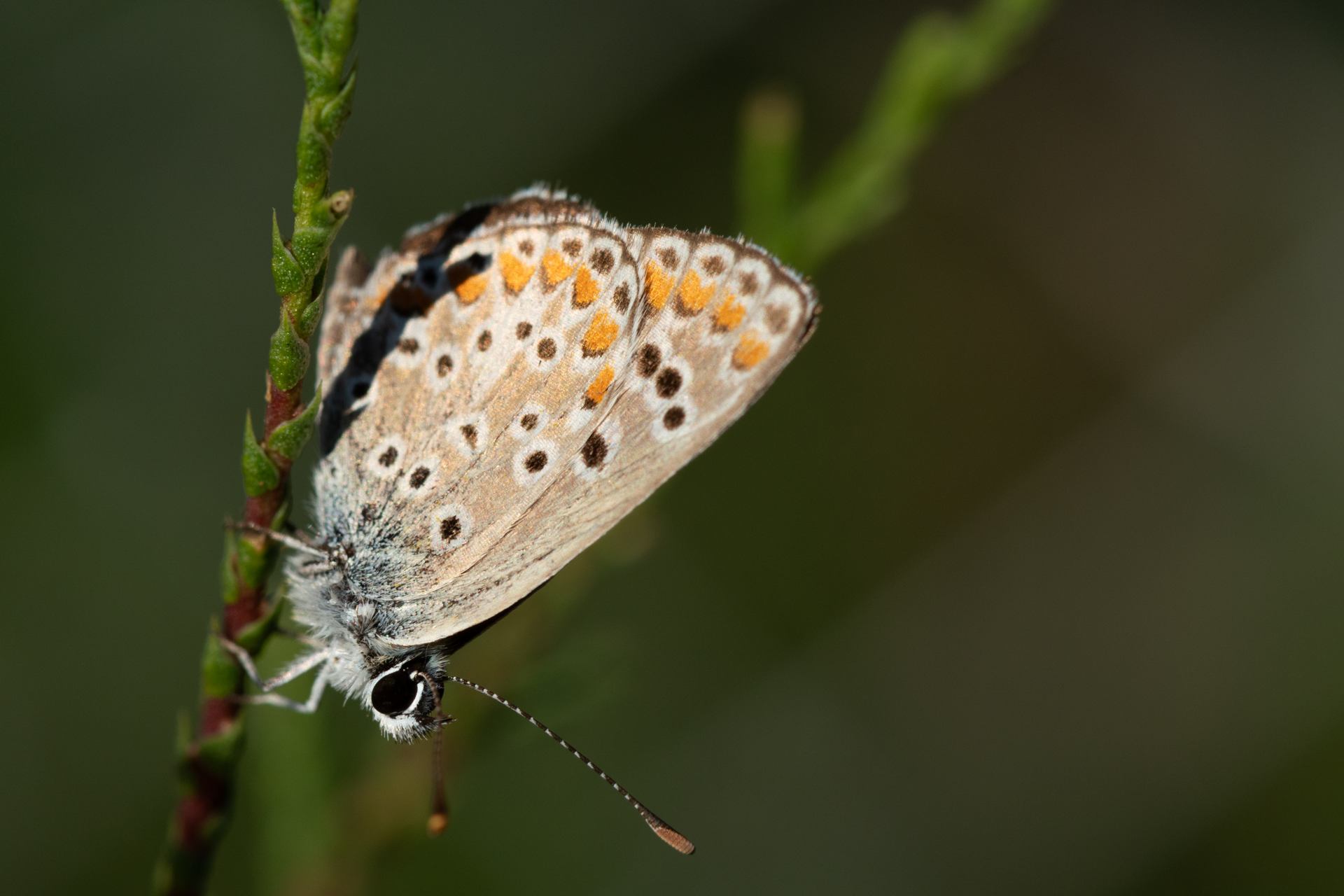 Papillon - 2246.jpg