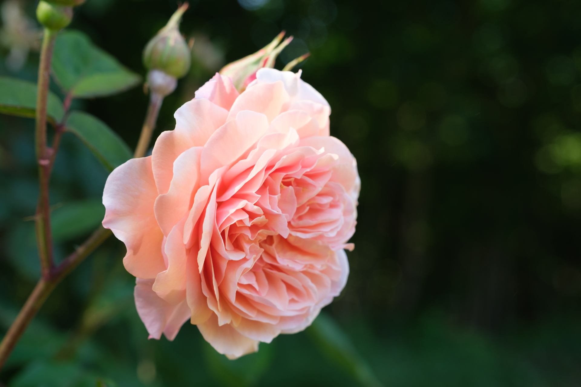 Rose - 0180.jpg