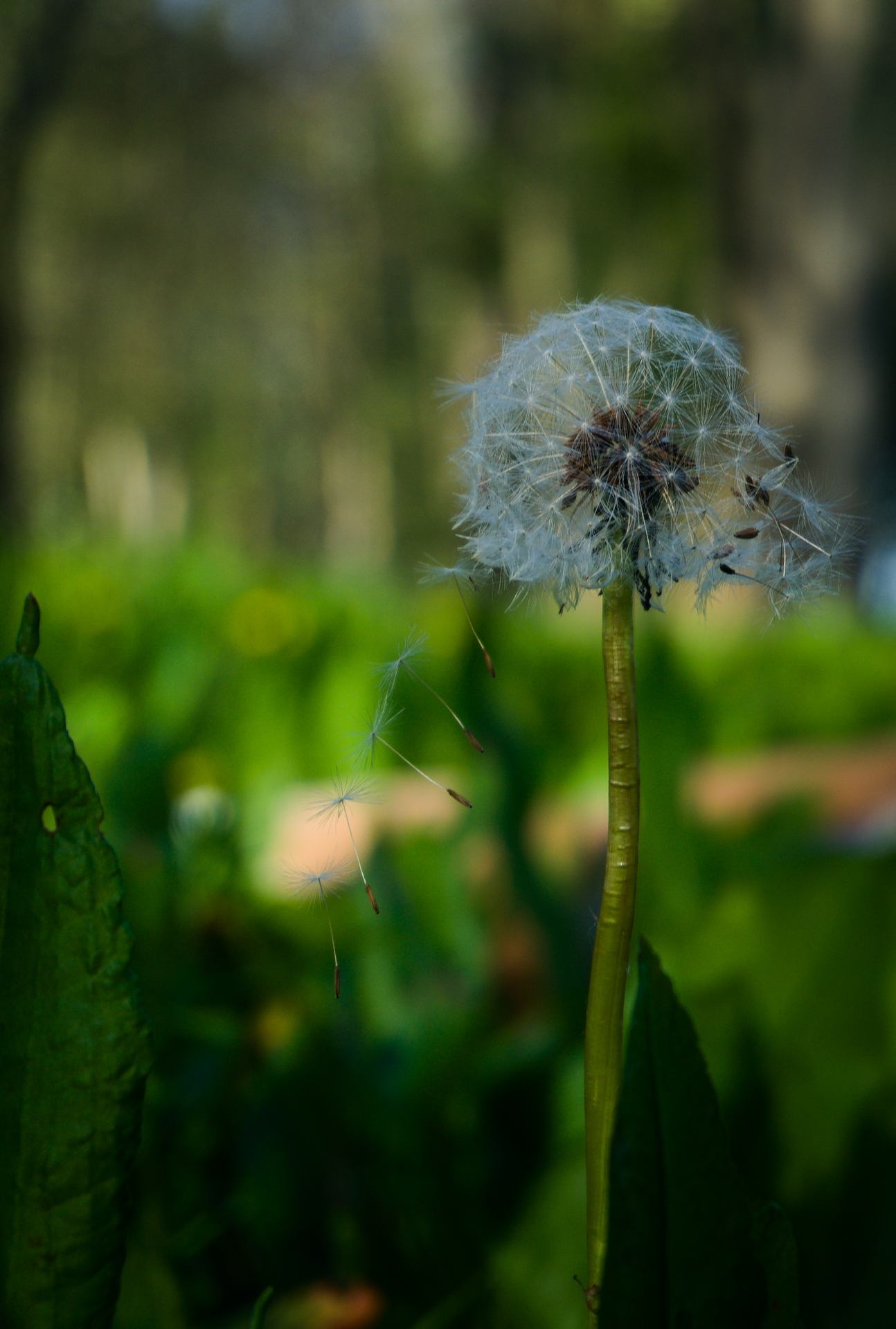 Escadron de pissenlit