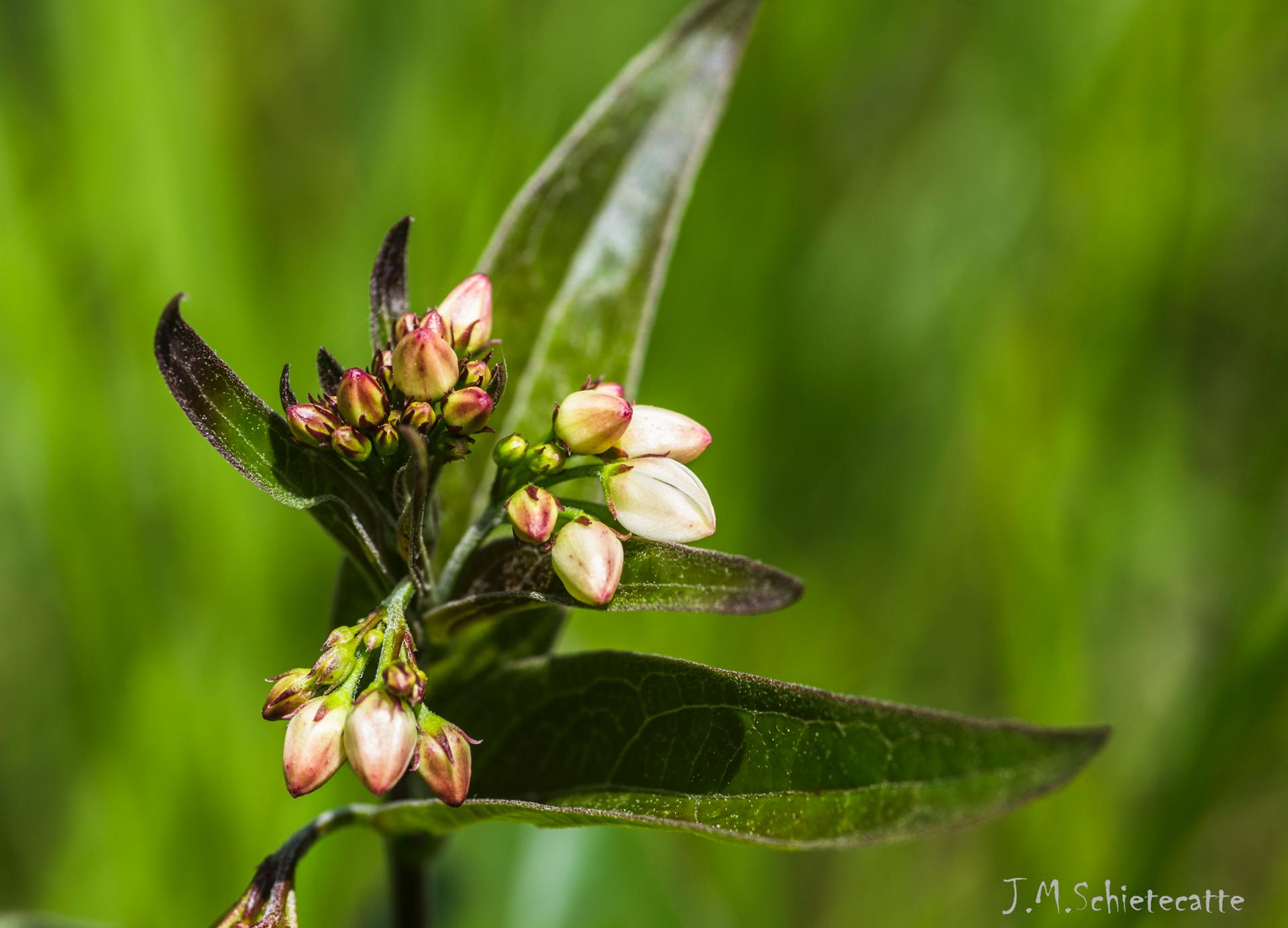 Bourgeons en bouquet