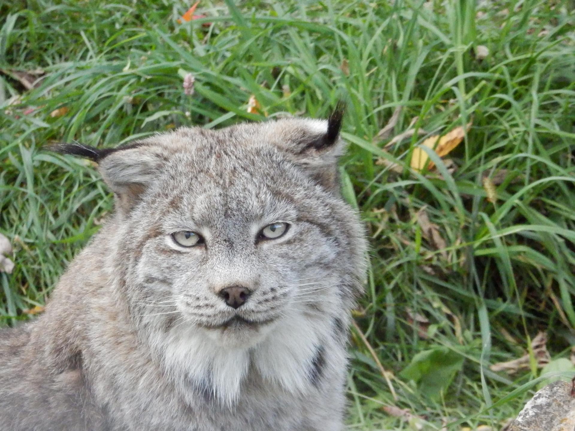 Lynx