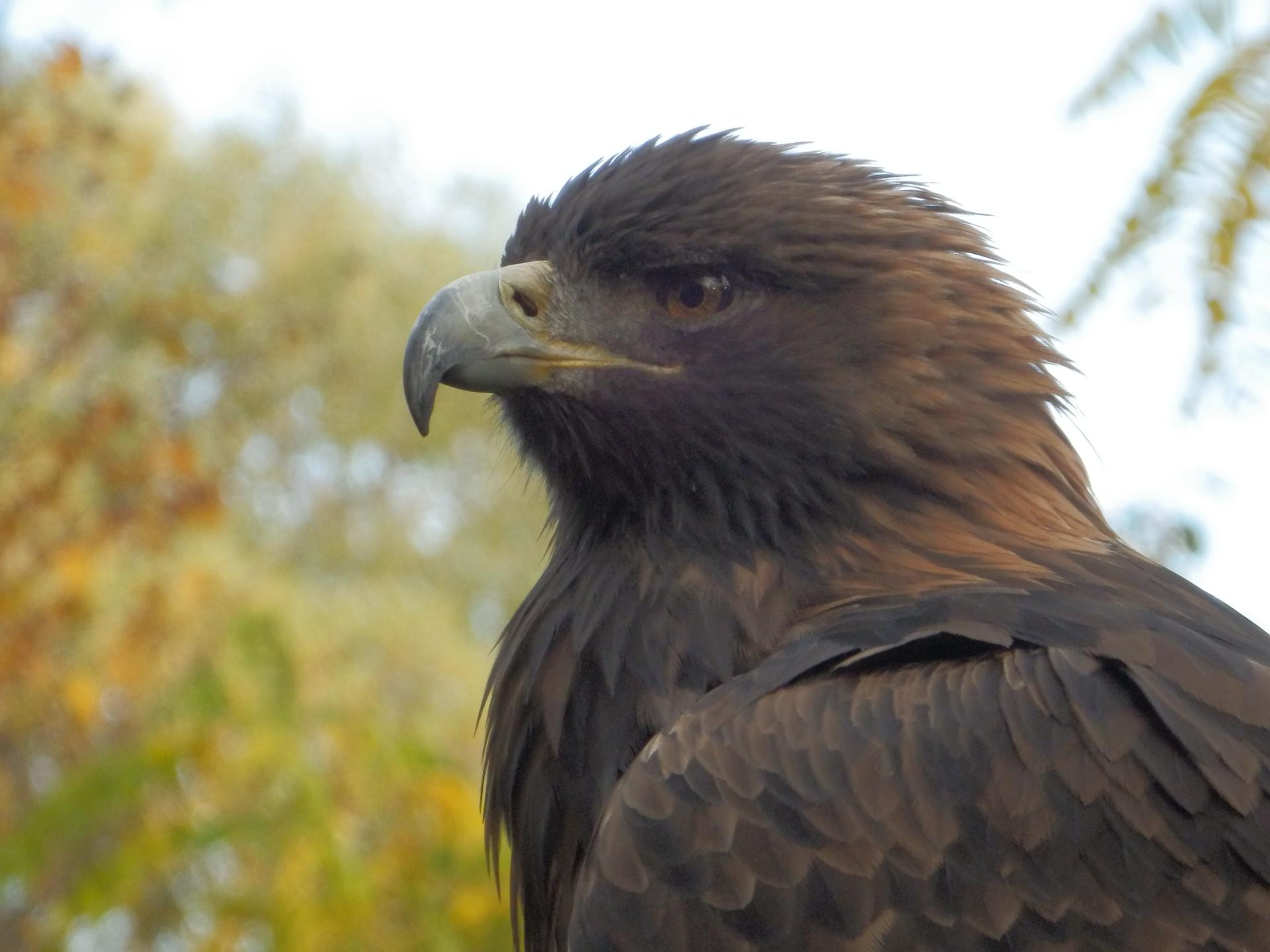 Aigle royal