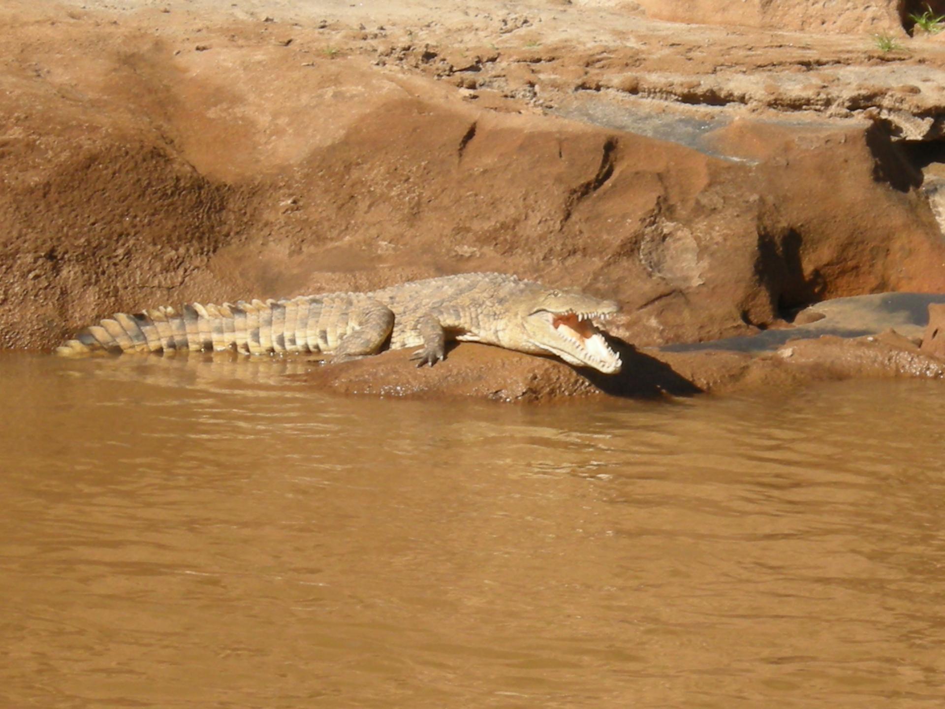 Crocodile