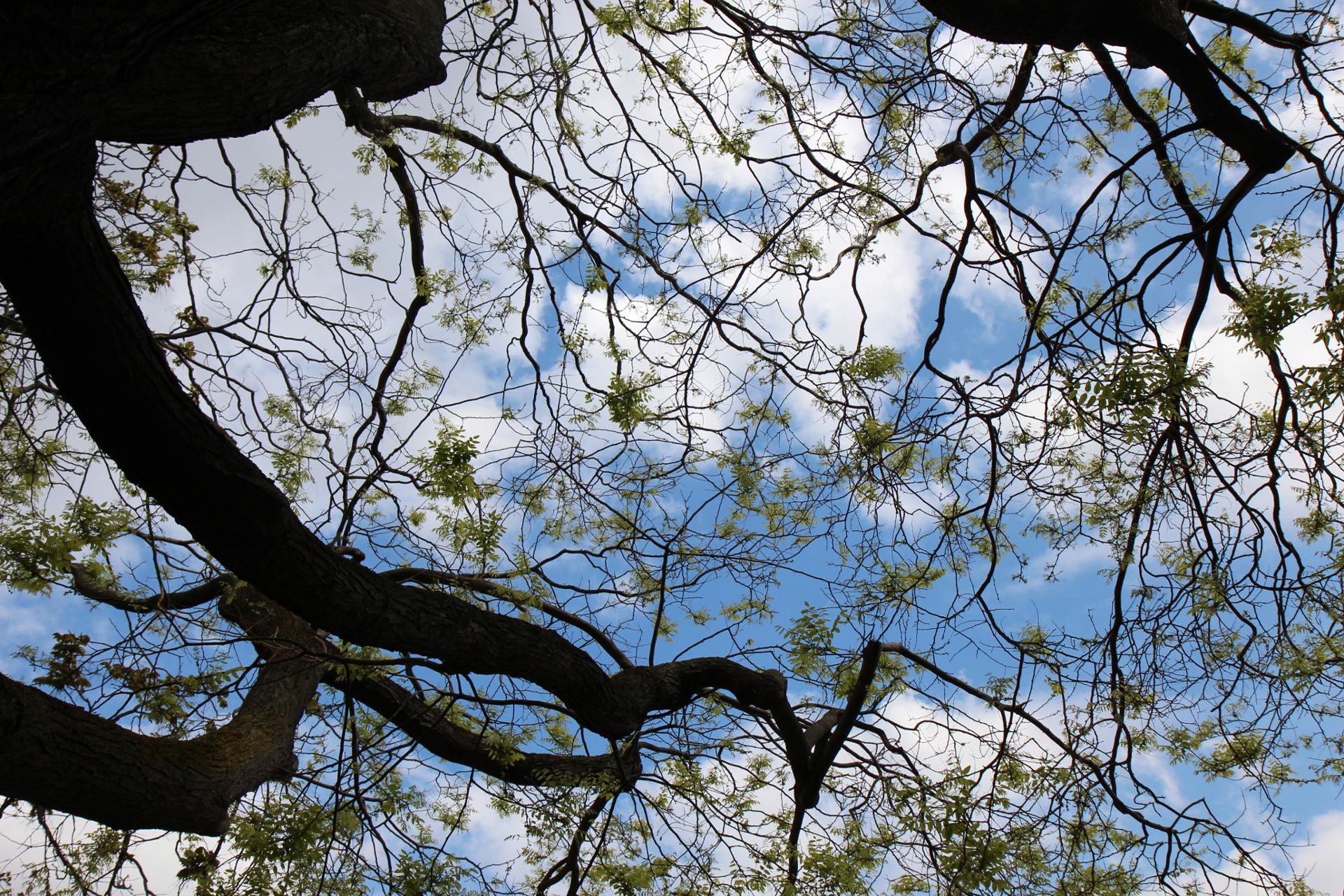 Sophora du Japon.